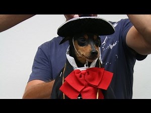 BEVERLY HILLS CHIHUAHUA 3 Tiny Dog Mariachi Band BTS