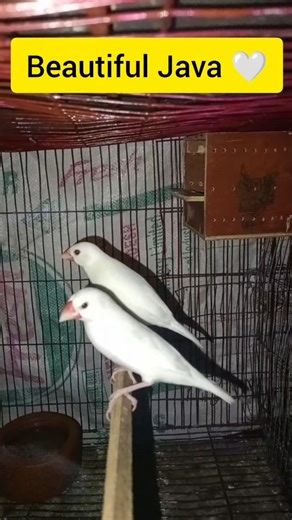 Beautiful White Java 🤍 | সুন্দর জাবা পাখি #জাবাপাখি #javabird #petbird #cutebird #shorts
