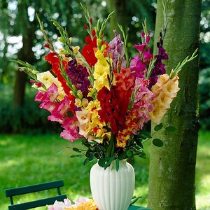 Rainbow Gladiolus Mix | American Meadows