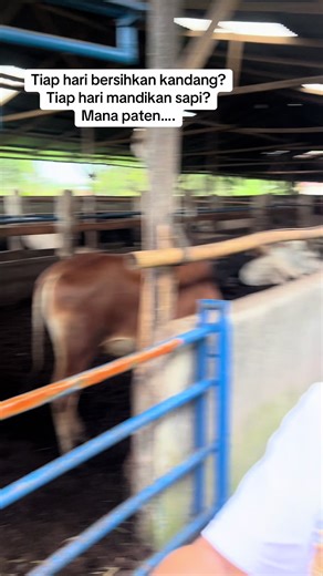 Kandang Sapi Tanpa Bau di RB Farm: Inovasi Peternakan