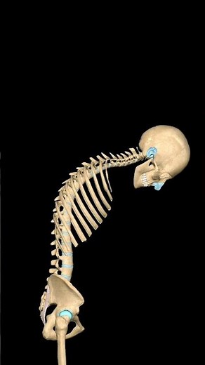 “Vertebral Column Flexion–Extension Movement | 3D View”