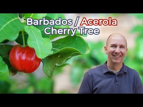 Acerola Cherry Tree aka Barbados Cherry | Garden vlog episode 20