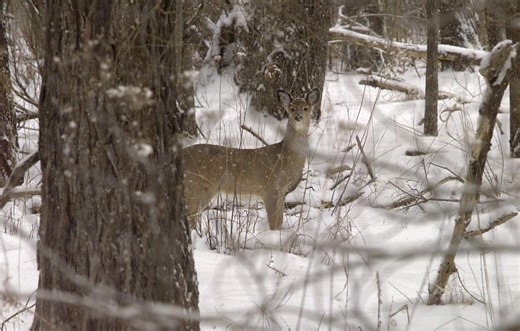 Whitetail rut will look different this year. What hunters should know for 2025