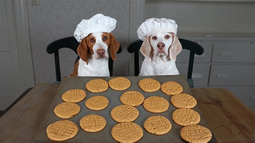 Dogs bake peanut butter cookies and taste-test everything