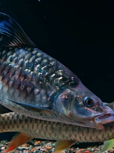 labeobarbus malagarasi aka kelah rainbow africa, ala ala high fin.. #mahseer #ikansungai #kelah #kelahafrica