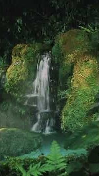 Rainforest Sounds 🌿 Jungle Ambience with Frogs & Insects (15 Min)