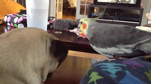 Cockatiel Gets Pug Puppy to Howl
