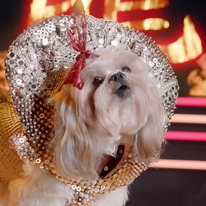 30K views · 178 reactions | New characters from around the world are bringing new paw-tapping songs to the stage in Pup Star: World Tour! Warm up your vocal chords to sing along May 5th on Netflix. | Pup Star | Facebook