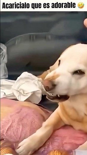 Deep down, you're adorable 🐶🤣 #viralvideo #dog #funny #dogs