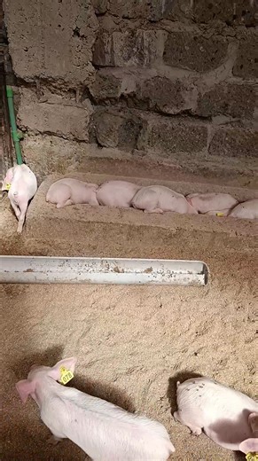 5.6K views · 114 reactions | CARING FOR NEWBORN PIGLETS – A Vet....