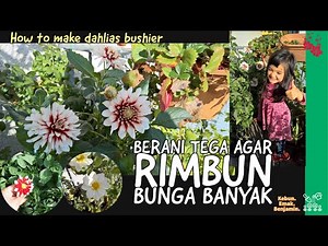 MERAWAT BUNGA DAHLIA Agar Rimbun dan Banyak Bunganya 😍