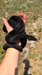 1.6K views · 34K reactions | @official_snake_boi shares the dark iridescence of this spectacular motley IMG boa! ✨ TRR is made possible by @rodentpro #imgboa #boaconstrictor #boaconstrictormorph #boamorph #boa #snake #reptile #reptilepets #reptilefanatics #reptilekeeper #herpetology #herpetoculture #thereptilereport #thereptilereportofficial | The Reptile Report | Facebook