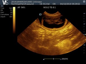 Lhasa Poo Ultrasound Video.. | North East Pet Ultrasound