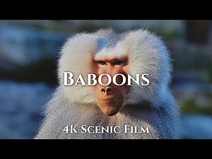 Baboons 4K - Breathtaking Scenic Film With Relaxing Music