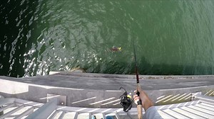 2.5K views · 51 reactions | Intense cobia fishing action on the pier...