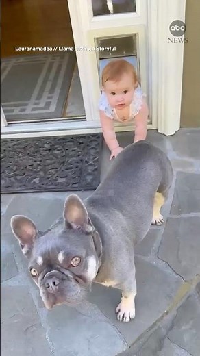 Baby gets stuck in doggy door after trying to follow pooch outside