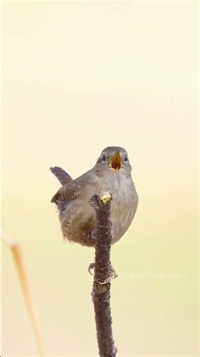 Eurasian Wren Beautiful Song in Forest Relaxing Bird Sounds