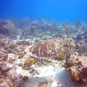 109 reactions · 23 shares | Slowly cruising into Turtle Tuesday... • Come check out our local residents either with a reef dive or a snorkel tour  | Barbados Blue | Facebook