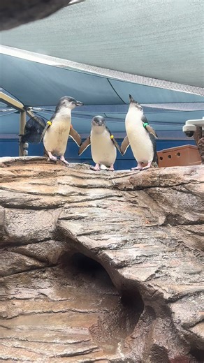 @Birch Aquarium penguins 🐧 #threesixmafia #trend #madagascarpenguins | Penguin