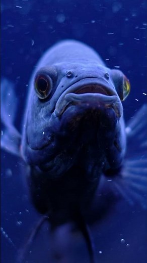 40sec Aquarium Fish Tank | Calming Music for Sleep No Ads #shorts