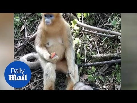 Mother monkey grabs baby by the tail while eating a peach - Daily Mail