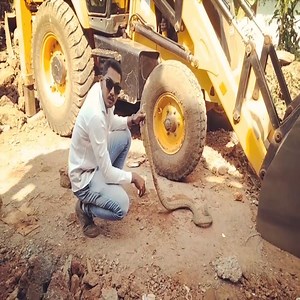 The snake is lucky to be saved by humans | Snake Farm