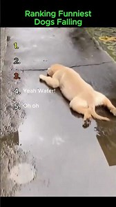 Ranking Funniest Dogs Falling