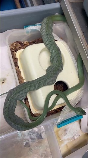 Breeding Snakes that Eat other Snakes comes with Hazards!