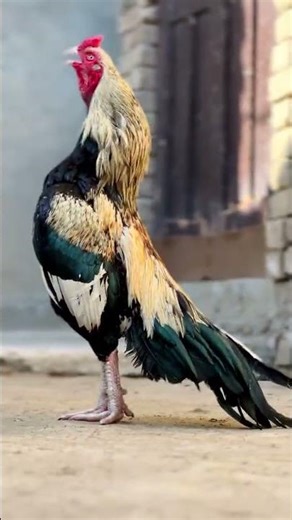 Sawa java | Mianwali Aseel | Aseel Rooster Mianwali #mianwaliaseels #aseelmurga #birds