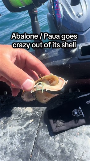 Sea Slug Dancing Out of Its Shell: Abalone and Paua