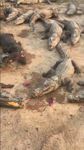 Daily feeding and catching crocodiles #shorts #crocodiles