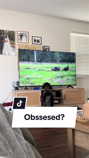 Dogs and Turkey Hunting: A Perfect Outdoor Adventure