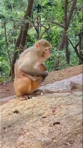 The monkey and her baby are having fun and each other are climbing trees#monkey #newshorts