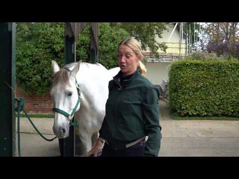 Sharon Hunt - Professional Equine Clipping Techniques
