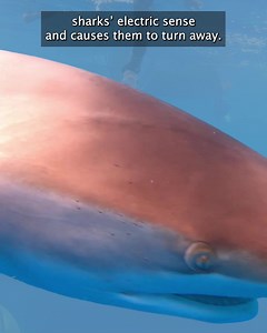 356 reactions · 24 shares | The FCS x Sharkbanz POD is the stealthiest shark deterrent product designed specifically for surfing. Reduce the risk, surf safer. | Sharkbanz | Facebook