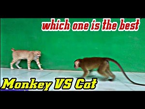 Monkey VS Cat Real Fight