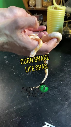 🐍 How old is your corn snake? 🧪 #snakes #cornsnake #petsnake #snakes #SmellLikeIrishSpring #aging #AFairShotWithBlock #snakebreeding #biology #snakekeeper #snakekeeping #pets #petsnake #bredli #snaketok #ballpython #ballpythonbreeder #wizard #diditmyself #bearded #animals #lifelessons #educational #kidstok #teachers #educators