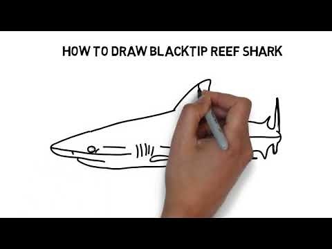 How to draw Blacktip Reef Shark | #drawing #howtodraw
