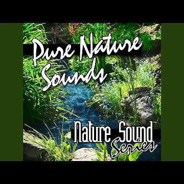 Typical Frog Ribbet Croak Sound Effect