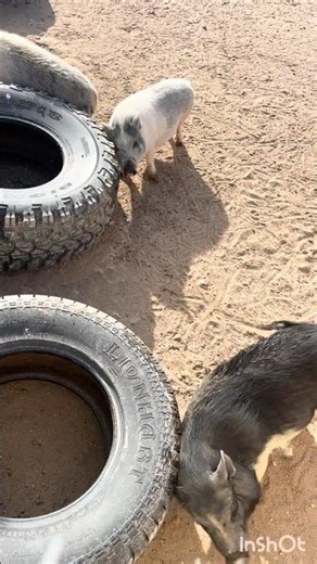 Used tires for my pigs!!! Get that itch!!! #mobilemechanic #automobile #micropigs #pigs #recycle