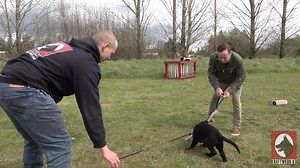 24K views · 1.7K reactions | Why bitework is important. #dogs #obedience #bitework #doglovers #germanshepherds #germanshepherd #workingdogs #training #doglover #biteworktraining #dog #GermanShepard #kraftwerkk9 | Kraftwork K9 Pro German Shepherds | Facebook