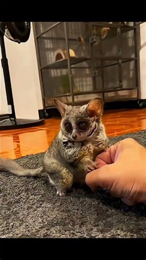 Funny Tiny Monkey Short | Cute Lemur Jumping Compilation #funnyvideos #monkey #lemur