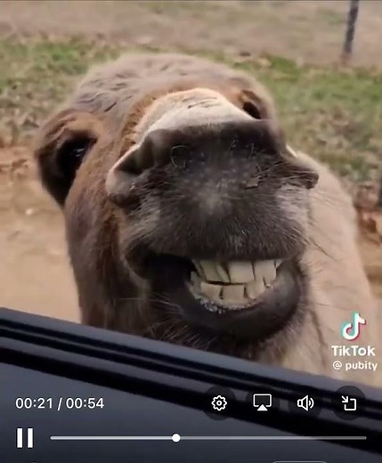This Donkey’s Smile Will Make Your Day!