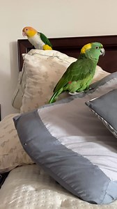 Puffman does a massive Berry poop on Mom’s pillow while she tries to clean! 😫😂 . . . I touched the Puffman’s toe!🤣 . . . . #caique #caiqueparrot #parrots #parrotsofinstagram #instagram #cuteparrots #funny #birdlife #birdlover | Parrot Playhouse