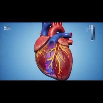 Heart function #heartfunction #how_heart_work #aihealth #aigenerated #bodyexplained