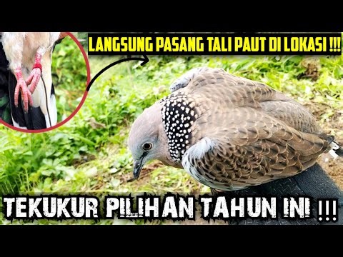 LANGSUNG PASANG T4L1 PAUT DI LOKASI || PIKAT JADI K0RB4N DIBUAT TEKUKUR SUASA BESAR INI‼️