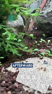 Croaking Gourami (Trichopsis vittata) – The Talking Fish for Your Aquarium? #shorts #fish #aquascape