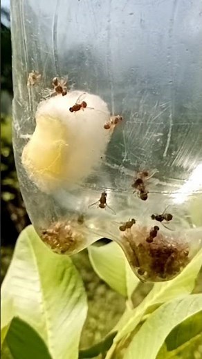 methyl eugenole and trap of fruit fly