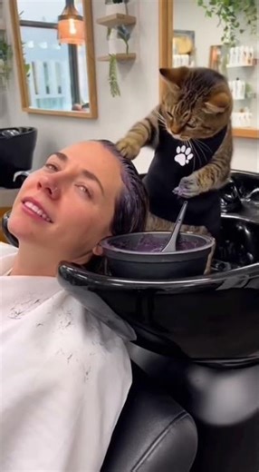 Don't disturb the cat barber! #cat #funny