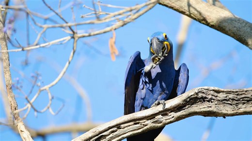 21K views · 629 reactions | It’s World Parrot Day! 列 Around 400...